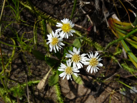 {Erigeron vernus}